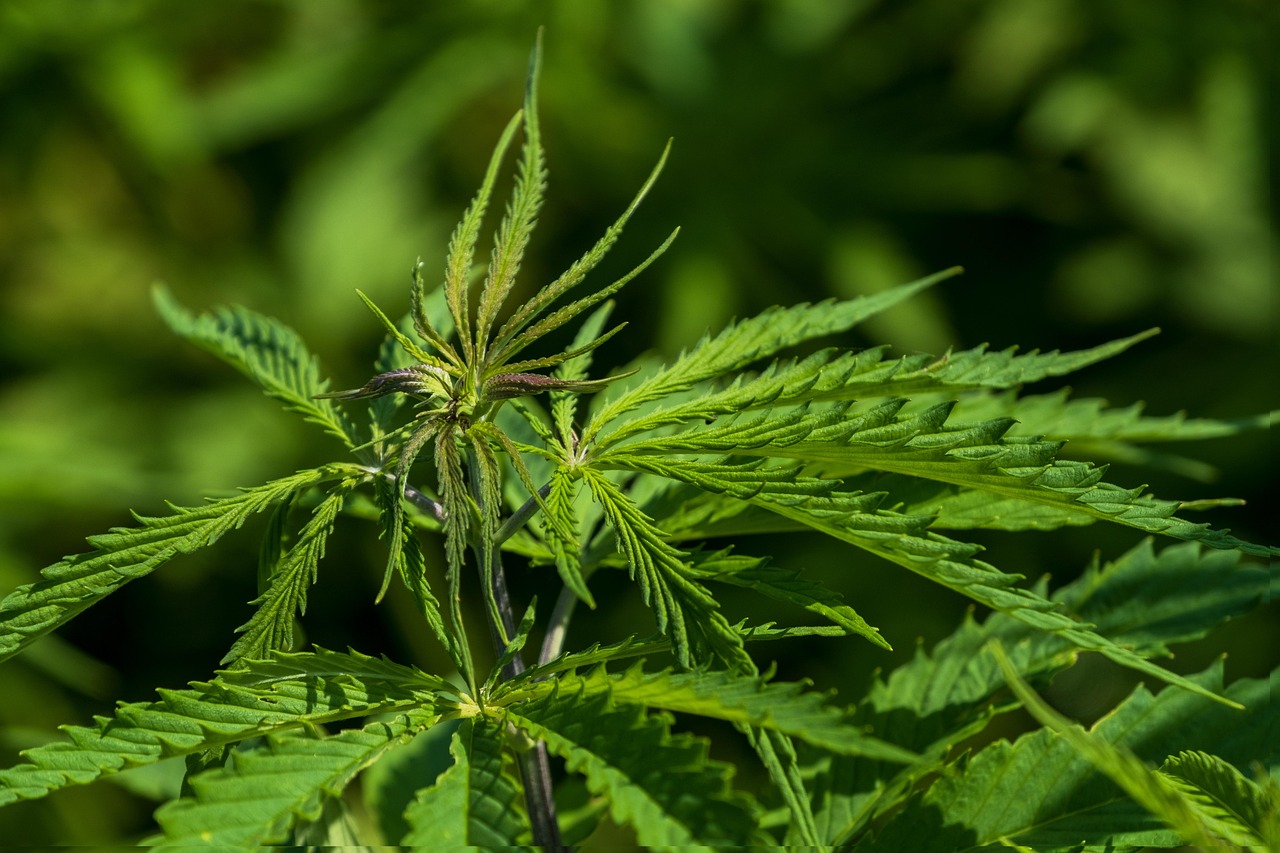 cannabis drug plant detection screening